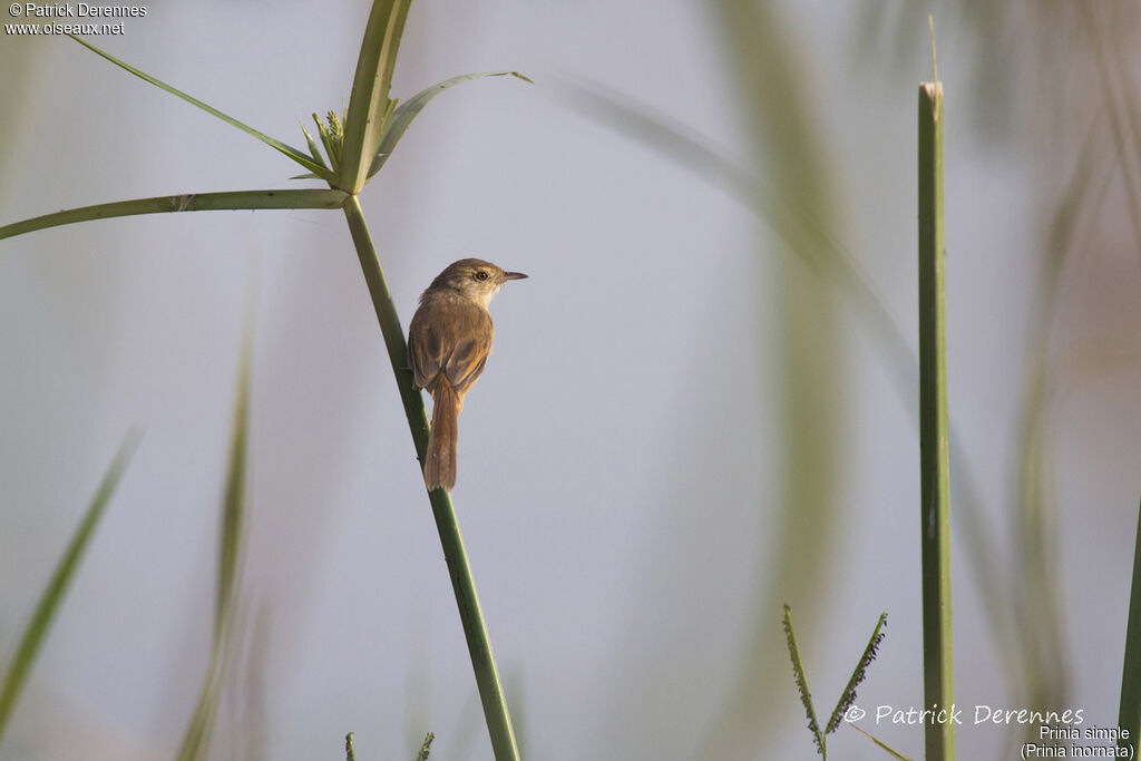 Plain Prinia, identification, habitat