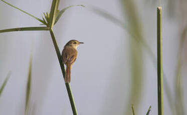 Prinia simple