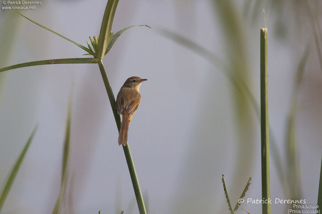 Plain Prinia, identification, habitat