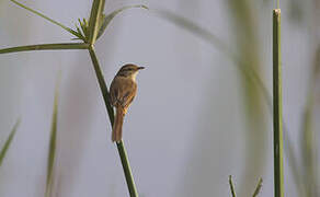 Plain Prinia