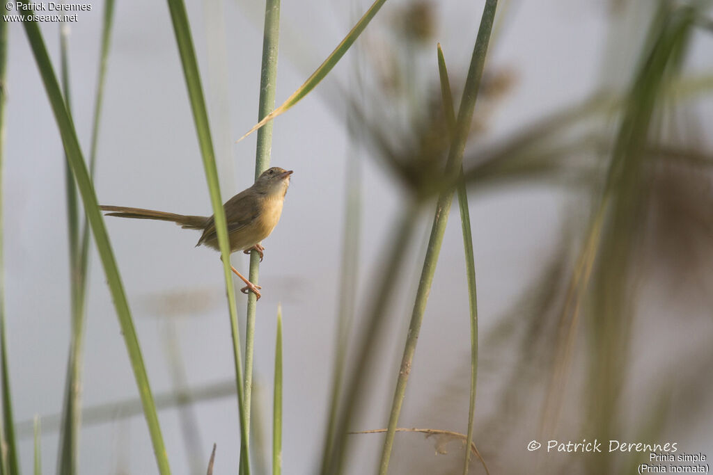 Plain Prinia, identification, habitat