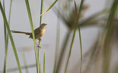 Prinia simple