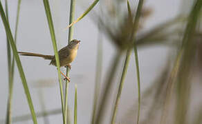 Plain Prinia