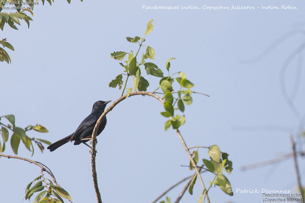 Indian Robin, identification, habitat