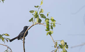 Indian Robin