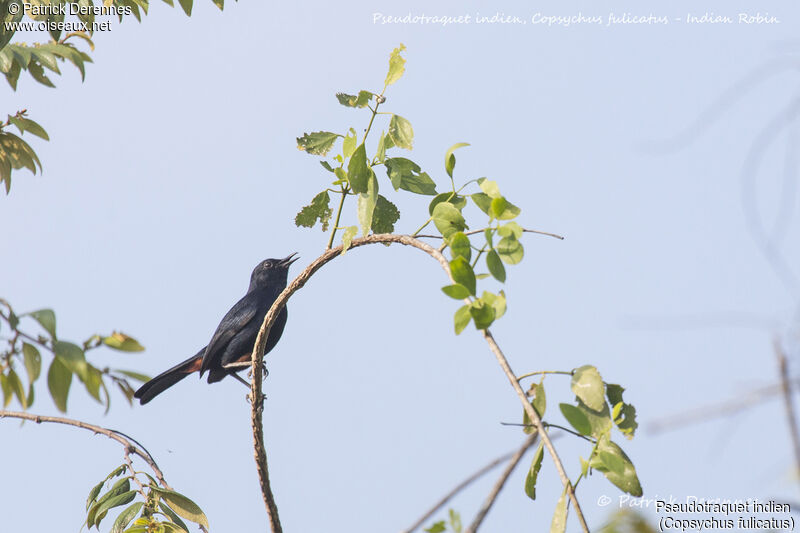 Indian Robin male, identification, habitat, song