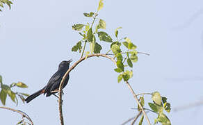 Indian Robin