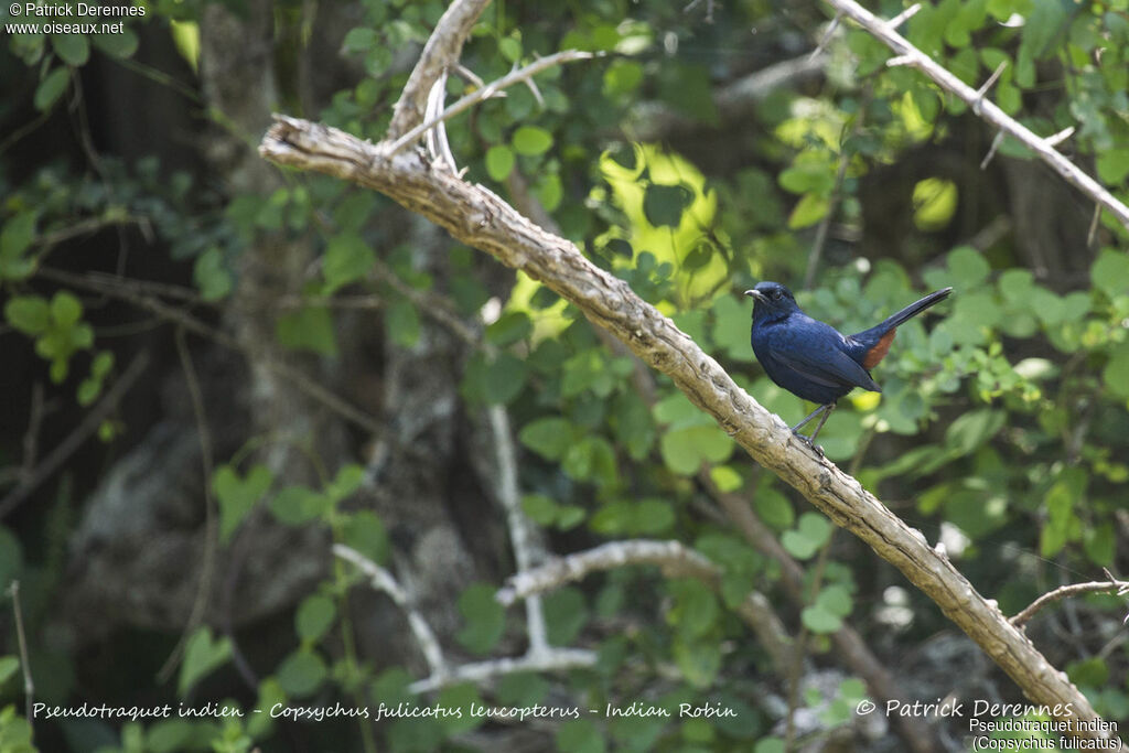 Pseudotraquet indien, identification, habitat