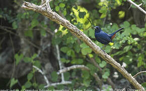 Indian Robin