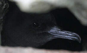 Wedge-tailed Shearwater