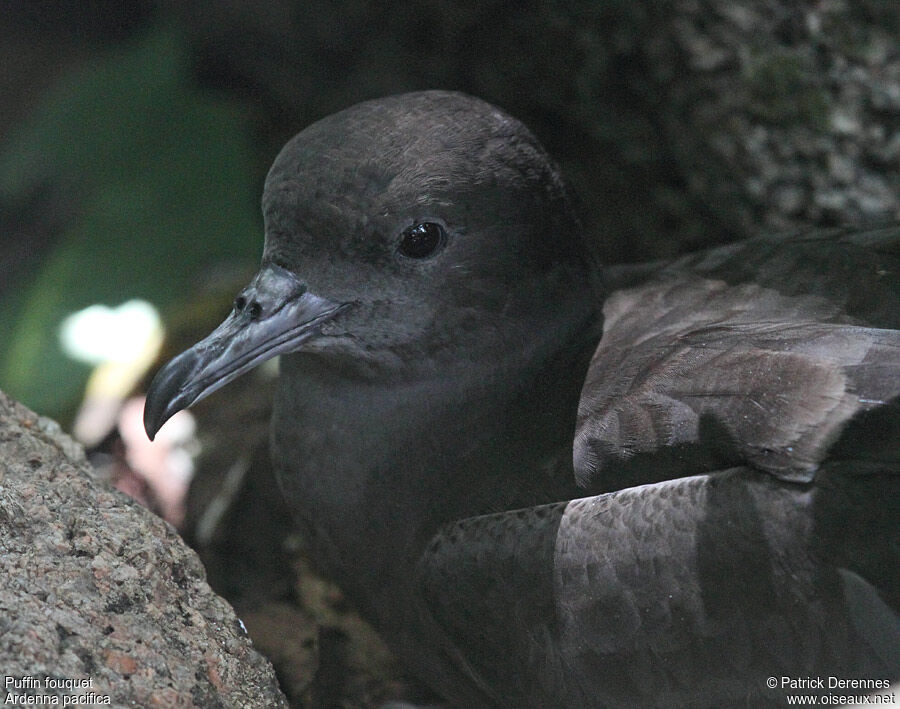 Wedge-tailed Shearwateradult breeding, identification, Reproduction-nesting, Behaviour