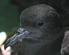 Wedge-tailed Shearwater