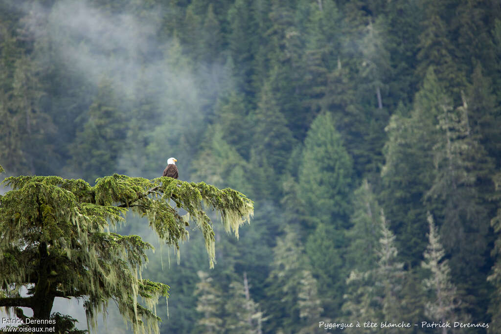 Bald Eagleadult, habitat