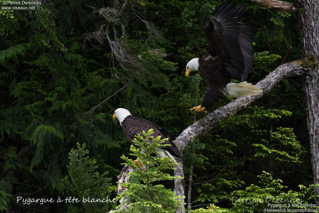 Bald Eagleadult, habitat