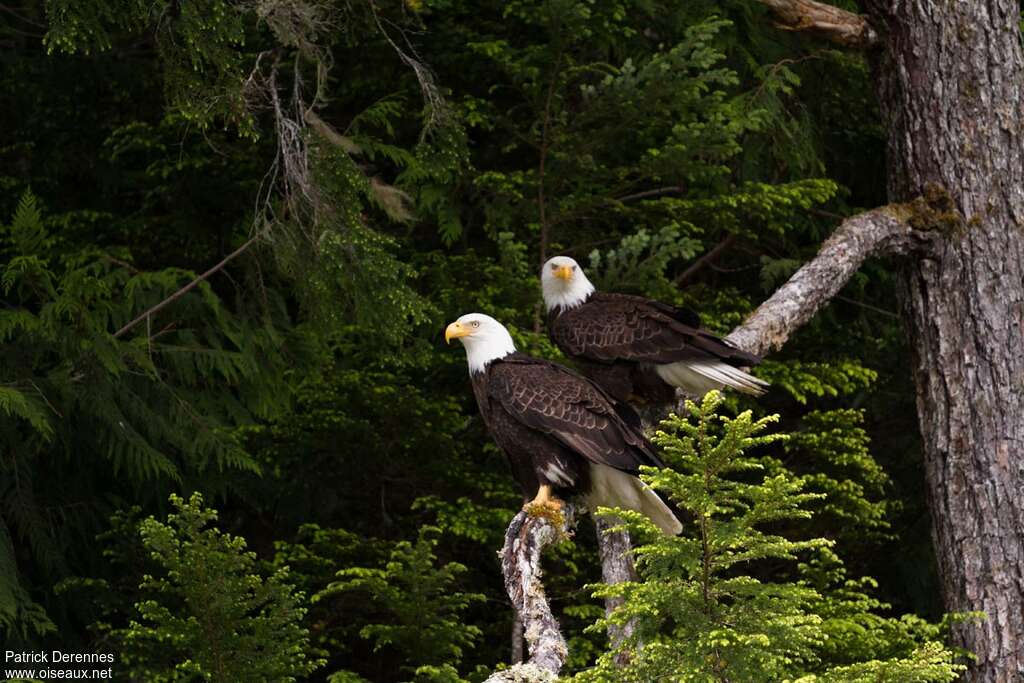 Bald Eagleadult breeding, habitat, pigmentation