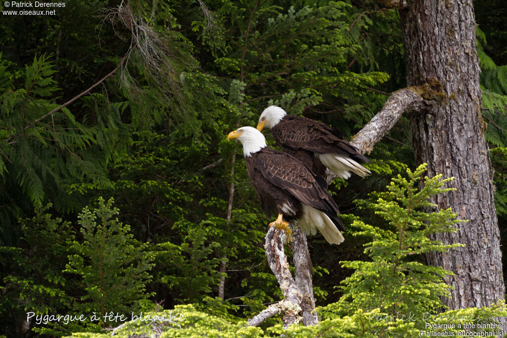 Bald Eagleadult, habitat