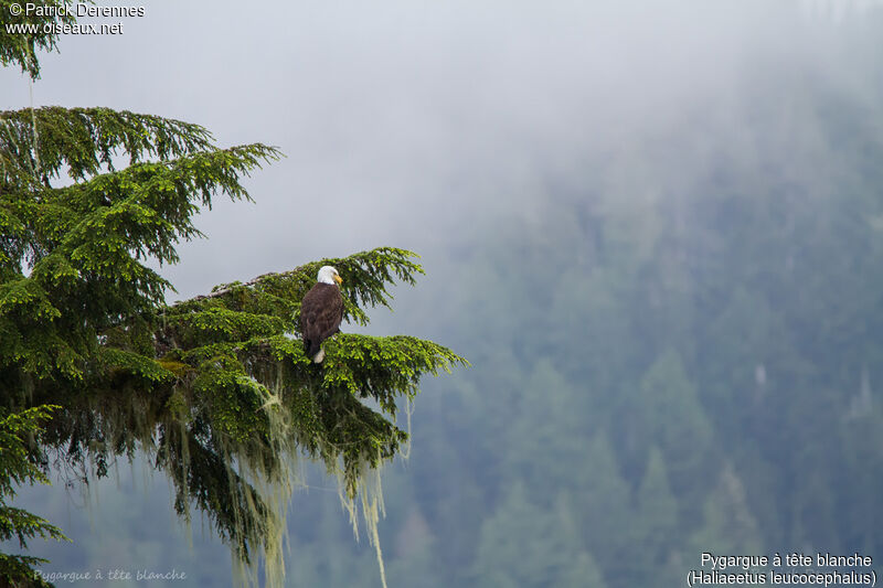 Bald Eagle, identification, habitat