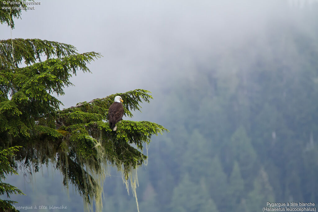 Bald Eagle, identification, habitat