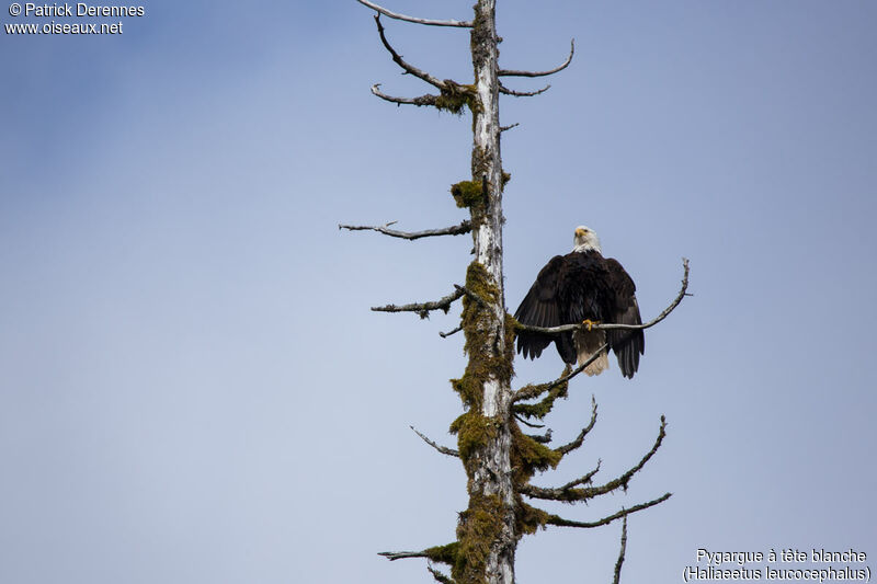 Bald Eagle, identification, habitat