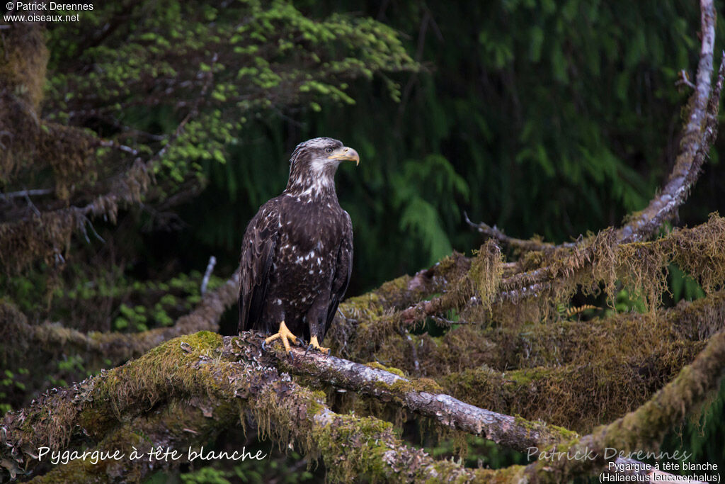 Bald Eagleimmature, identification, habitat