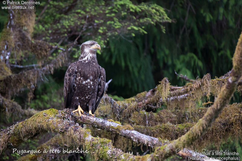 Bald Eagleimmature, identification, habitat