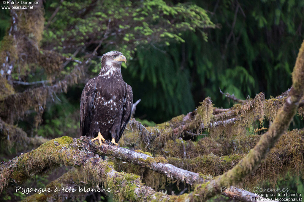 Bald Eagleimmature, identification, habitat