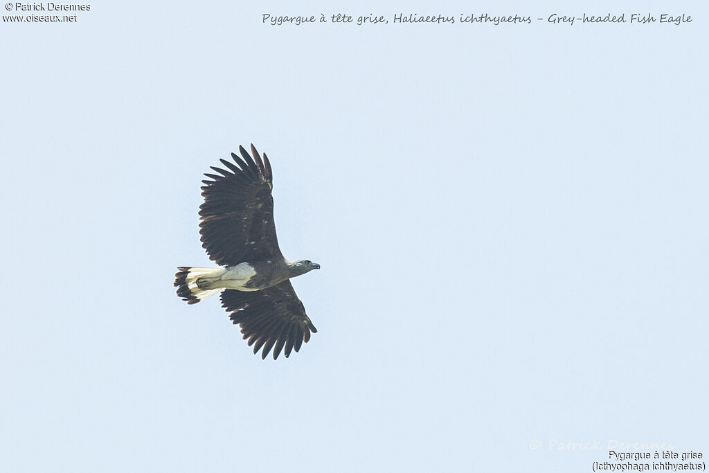 Grey-headed Fish Eagle, Flight