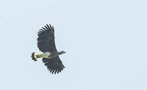 Grey-headed Fish Eagle