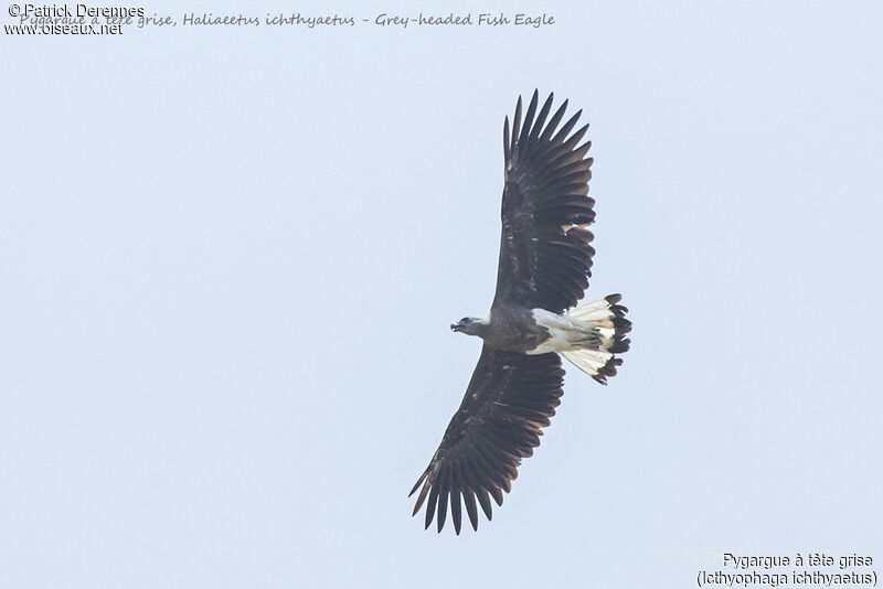 Grey-headed Fish Eagle, Flight