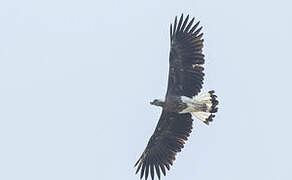 Grey-headed Fish Eagle