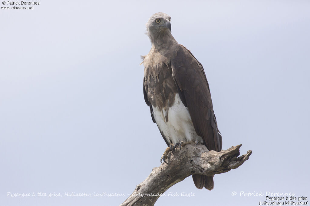 Grey-headed Fish Eagle, identification