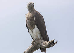 Grey-headed Fish Eagle