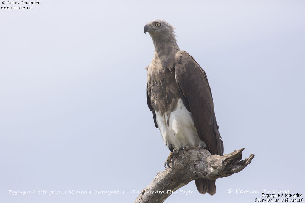 Grey-headed Fish Eagle, identification, habitat