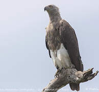 Grey-headed Fish Eagle