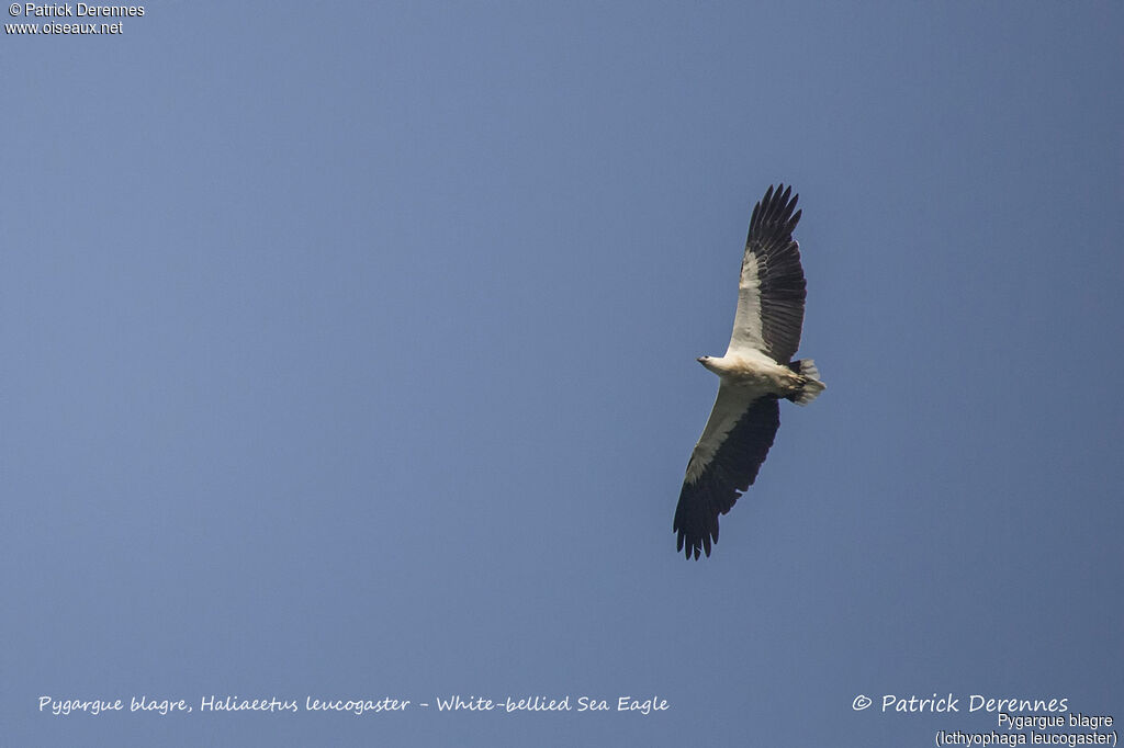 White-bellied Sea Eagle, Flight