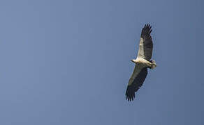 White-bellied Sea Eagle