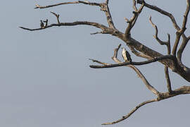 White-bellied Sea Eagle