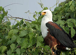 African Fish Eagle