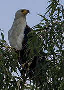 African Fish Eagle