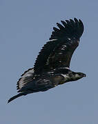 African Fish Eagle