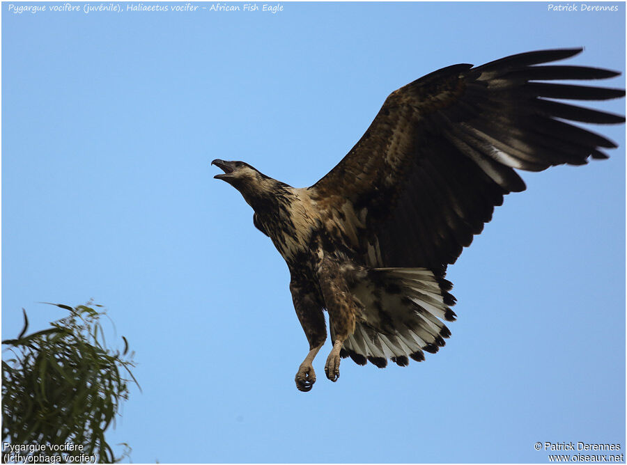 African Fish EagleFirst year, Flight