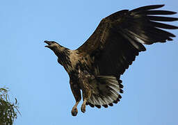 African Fish Eagle