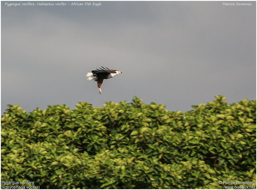 African Fish Eagleadult, identification, Flight, Behaviour