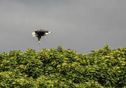 African Fish Eagle