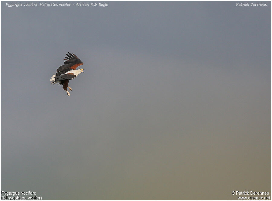 African Fish Eagle, identification, Flight, song, Behaviour