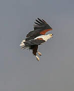 African Fish Eagle