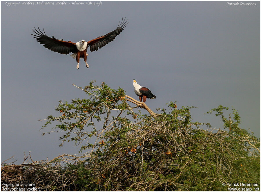 African Fish Eagle adult, identification, Flight, song, Behaviour