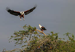 African Fish Eagle