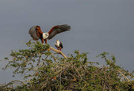 African Fish Eagle