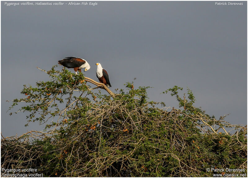 African Fish Eagle adult, identification, Reproduction-nesting, Behaviour